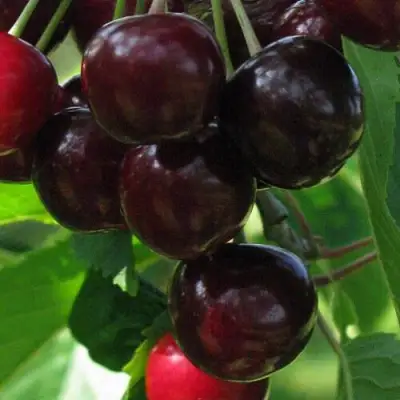 Черешня ВАЛЕРИЙ ЧКАЛОВ в Могилёве