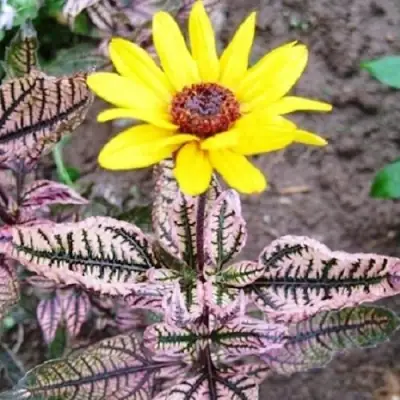 Гелиопсис САММЕР ПИНК в Могилёве