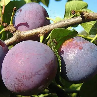 Слива СТАРТОВАЯ в Могилёве