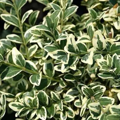 Бирючина ВАРИЕГАТУМ овальнолистная в Могилёве