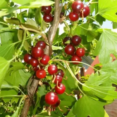 Смородина золотистая ВИШНЕВАЯ в Могилёве