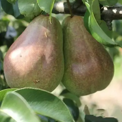 Груша БРЯНСКАЯ КРАСАВИЦА в Могилёве