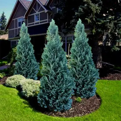 Кипарисовик ВАН ПЕЛЬТС БЛЮ лавсона в Могилёве