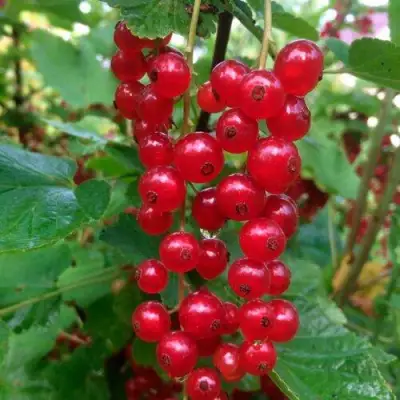 Смородина красная КОНСТАНТИНОВСКАЯ в Могилёве