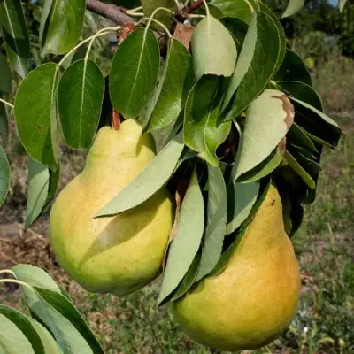 Груша ДЮШЕС ЛЕТНИЙ в Могилёве