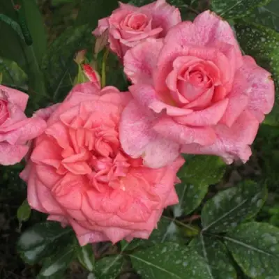 Роза ПЬЕР КАРДЕН чайно-гибридная в Могилёве