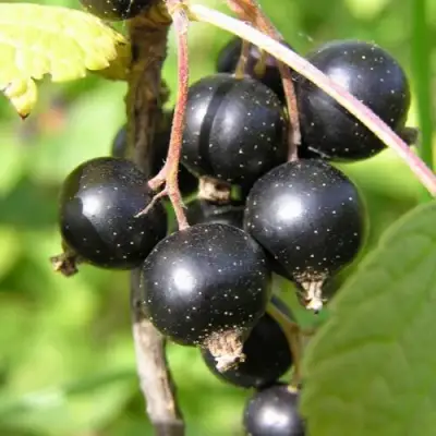 Смородина чёрная ПАМЯТЬ ВАВИЛОВА в Могилёве