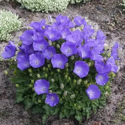 Колокольчик САНТА карпатский в Могилёве