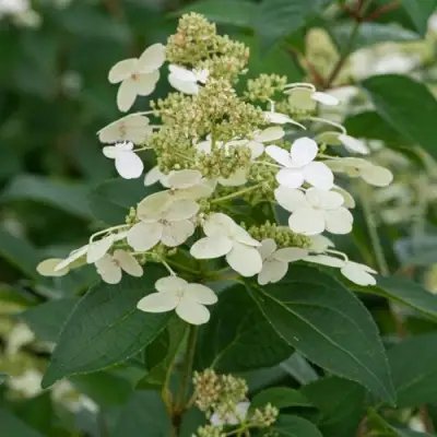 Гортензия ПРИМ ВАЙТ метельчатая в Могилёве