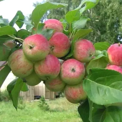 Яблоня ГРУШОВКА МОСКОВСКАЯ в Могилёве