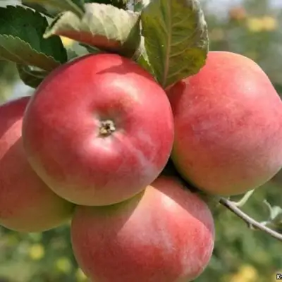 Яблоня ВЭМ-РОЗОВЫЙ в Могилёве