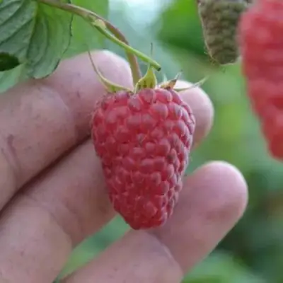 Малина КОРПИКО в Могилёве