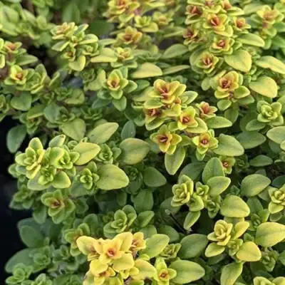 Тимьян АРЧЕРЗ ГОЛД в Могилёве