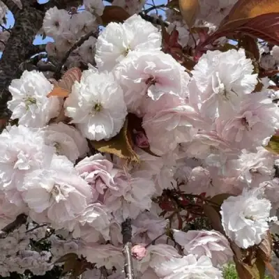 Сакура ШИРОФУГЕН в Могилёве