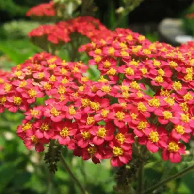 Тысячелистник ПАПРИКА обыкновенный в Могилёве