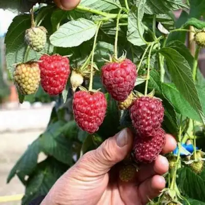 Малина ПОЛЕСЬЕ в Могилёве