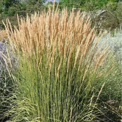 Вейник АВАЛАНШ остроцветковый в Могилёве