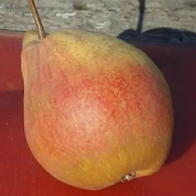 Груша ТАТЬЯНА в Могилёве