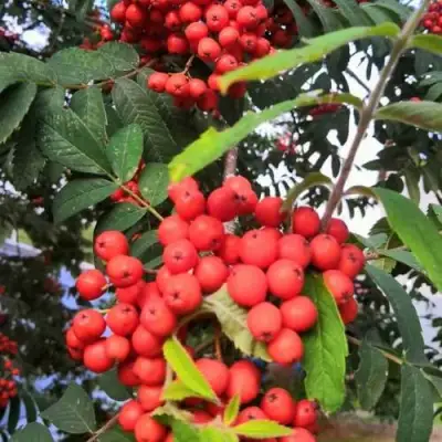 Рябина НЕВЕЖИНСКАЯ сладкоплодная в Могилёве