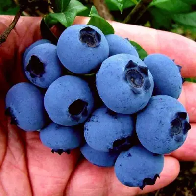 Голубика РЕКА в Могилёве