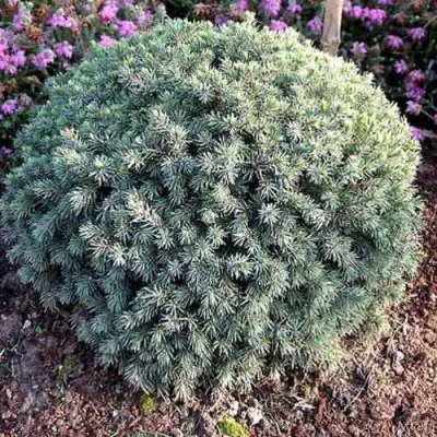 Ель ЭХИНИФОРМИС сизая в Могилёве