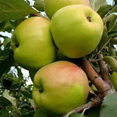 Яблоня БРАТ ЧУДНОГО стелющаяся в Могилёве