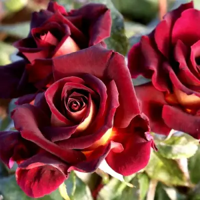 Роза ЭДДИ МИТЧЕЛЛ чайно-гибридная в Могилёве