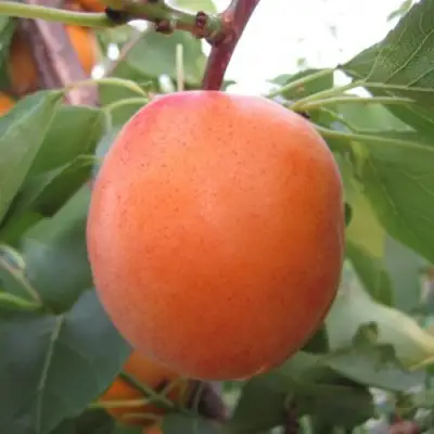 Абрикос ГОЛД РИЧ в Могилёве