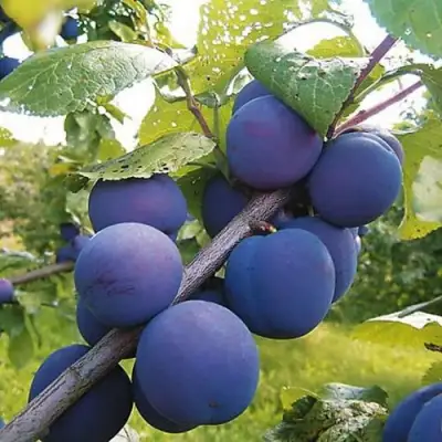 Слива КРОМАНЬ в Могилёве