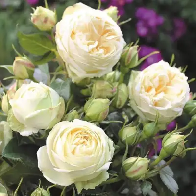 Роза ВЕНДИНГ ПИАНО чайно-гибридная в Могилёве