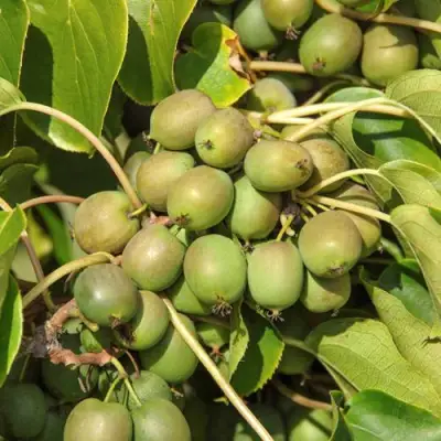 Актинидия ДЖИРАЛЬДИ в Могилёве