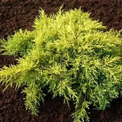 Можжевельник МОРДИГАН ГОЛД средний в Могилёве