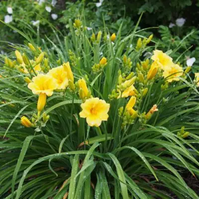 Лилейник СТЕЛЛА ДЕ ОРО гибридный в Могилёве