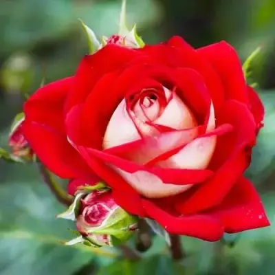 Роза АЛЬЯНС чайно-гибридная в Могилёве