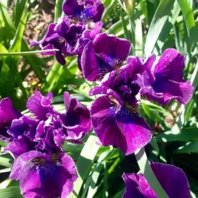 Ирис БАНДЛ ОВ ДЖОЙ сибирский в Могилёве
