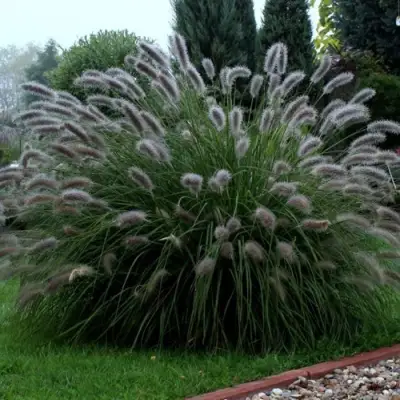 Пеннисетум ЛЕДИ Ю в Могилёве