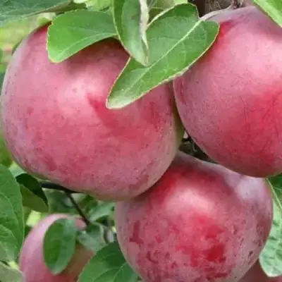 Яблоня АЛЕСЯ в Могилёве