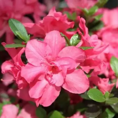 Азалия РОКОКО японская в Могилёве