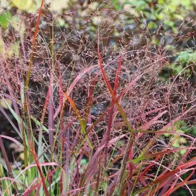 Просо РЕБРАУН прутьевидное в Могилёве