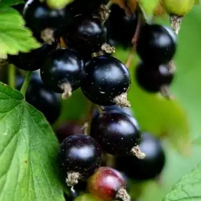 Смородина чёрная КАТЮША в Могилёве