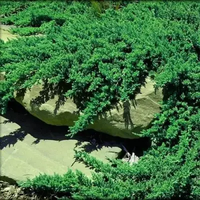 Можжевельник НАНА лежачий в Могилёве