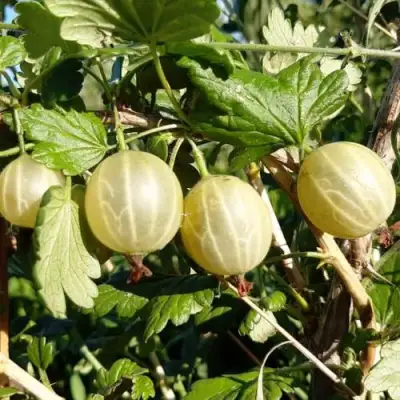 Крыжовник БЕЛОРУCСКИЙ САХАРНЫЙ 2 в Могилёве