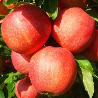 Яблоня ГАЛА ШНИГА в Могилёве