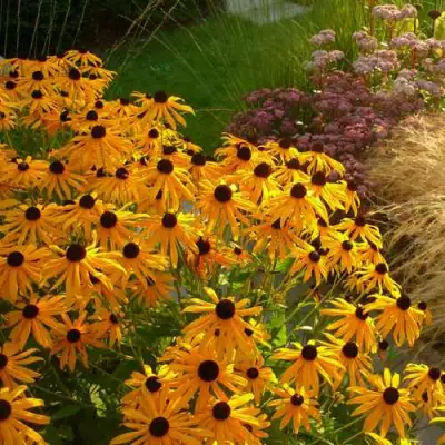 Рудбекия ГОЛДШТУРМ блестящая в Могилёве