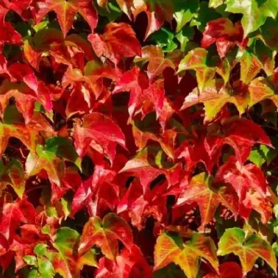 Девичий виноград тройчатый ВИЧИ в Могилёве