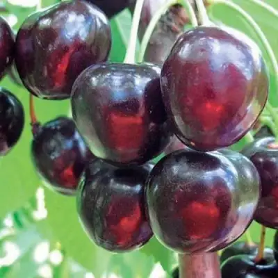 Черешня ЛЮБИМИЦА АСТАХОВА в Могилёве