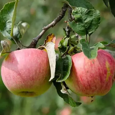 Яблоня МЕЛБА в Могилёве