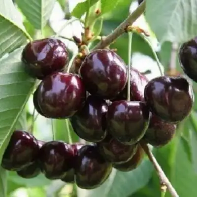 Черешня ЛЕНИНГРАДСКАЯ ЧЁРНАЯ в Могилёве