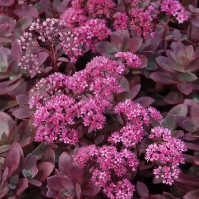 Очиток (седум) САНСПАРКЛЕР ФАЙЕРКРЕКЕР в Могилёве