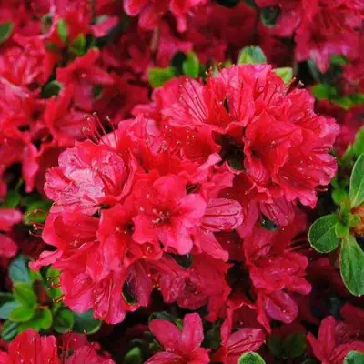 Азалия ХИНО КРИМСОН японская в Могилёве